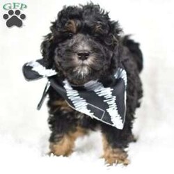 Stetson/Mini Bernedoodle									Puppy/Male	/8 Weeks, Meet Stetson!! A beautiful F1 mini bernedoodle! He resembles a teeny bear cub..Stetson is all about the energy,and having fun! He puts his whole heart into whatever he does! 