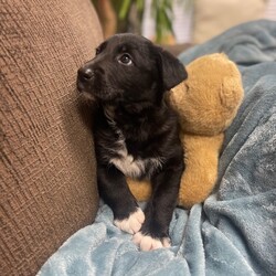 Adopt a dog:Comet/Dutch Shepherd/Male/Baby,Hi, I'm Comet.  I am a Dutch Shepherd mix.  At just 8 weeks old I am the perfect mix of active and chill. I am expected to be on the larger size of a medium dog or smaller size of a large dog.  I am crate trained but love a large dog bed to lay on to.  I am quiet for the most part.  No barking or growling unless playing.  I have not been introduced to cats.  I am good with any size dog.  I am not trained to go outside since I am too young.  My sweet fosters keep me in to protect me from parvo.  With that said they do have puppy pads and I go on those quite a bit but I am not perfect.  The best part about me is I have a growing heart that has so much room for a forever family.  So what do you say, can my heart continue to grow by the day with you and your family?