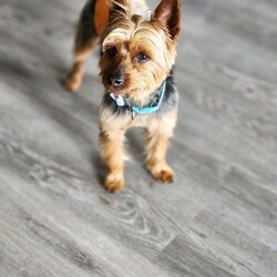 Adopt a dog:Dogzilla/Silky Terrier/Male/Young,Dogzilla Is a 2yr old silky terrier, He is very active and on the go.  He loves playing with his toys and lots of love.   He is great with other dogs of all sizes. Dogzilla is  house trained but only using a doggie door.   He will need to keep up training.  If you would like to meet him please send us a email for an application.  His adoption fee comes with him being neutered, rabies, up to date on vaccine, dewormed, microchipped,  and flea and tick treatment.