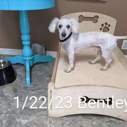 Adopt a dog:Bentley/Miniature Poodle/Male/Young,Meet Bentley! 
He is around 1 year old and has been recently groomed. His hair is usually a bit longer. He is doing good potty training using a potty pad. 
Bentley gets along well with other dogs his size. He is looking for a forever human to pamper him.