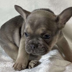 Sugar/French Bulldog									Puppy/Female	/8 Weeks,Beautiful lilac and tan female carrying fluffy. Full genetic and dna testing completed. All puppies are raised in our homes as our family. We offer pet or full registration. We are available throughout the entire puppies life as a resource to our pet parents.
