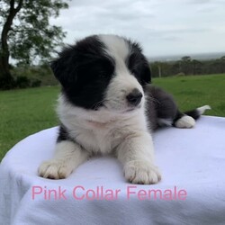 Adopt a dog:Border Collie Purebred Puppies Chocolate Blue Black and White/Border Collie//Younger Than Six Months,Available for sale are these 4 beautiful patterned Border Collie Pups. We pride ourselves by caring for our Border Collies with high standards. Our Border Collies are our family and are inside and outside dogs, the litter were born inside our home and that’s were they will remain until they leave for their forever homes. The pups come from a very placid temperament obedient intelligent blue and white mother which is from a litter from a Black and white mother and Lilac and White father. The father of the pups is a Chocolate and White Purebred Border Collie.We are located on 11 acres with Sheep, chooks, cats and a mini foxy terrier and the mother and father play well with all our animals.It is very important to socialise, walk and give them plenty of exercise, I would like to know upon purchase that the pup will be going to a home with dedicated loving owners.I have available for sale:-1 X Black and White Border Collie Male$20001 X Black and White Border Collie Female $20001 X Chocolate and White Border Collie Female $20001X Blue and White Border Collie Female $2000The pups where born on Monday morning on Boxing Day the 26th of December 2022 and will be available for their new family on or after Friday 17th February 2023All Pups have and will be wormed fortnightly and will have a comprehensive VET check as well as be microchipped on Wednesday 15th February. I am a registered Breeder with the NSW Pet Registry Member Number: B000693129I am also a member of RPBA member Number 7126I am located in Grose Vale NSW 2753Please feel free to contact me regarding any questions you may have.