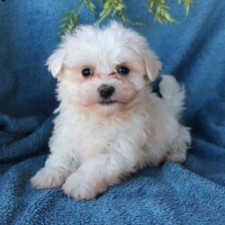 Snicker/Maltese									Puppy/Male	/7 Weeks,Here comes a snow white Maltese puppy ready to steal your heart! This loving ball of fur is vet checked and up to date on shots and dewormer. Each puppy is playful and loves attention. If you are looking for a new best friend contact us today! 
