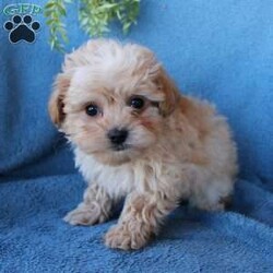Rolo/Maltipoo									Puppy/Male	/8 Weeks,Say hello to Rolo the sweet little Maltipoo puppy with a fluffy coat and gentle eyes! This beautiful little fella is up to date on shots and dewormer and vet checked! If you are looking for a kissable puppy to adopt call the breeder today! Rolo is the only one of his litter so call today! 