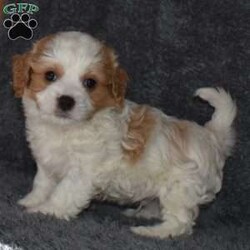 Zeke/Cavachon									Puppy/Male	/7 Weeks,Zeke is a playful , outgoing and sweet cavacvhon temperment and he’s looking for his forever home.