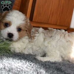 Zeke/Cavachon									Puppy/Male	/7 Weeks,Zeke is a playful , outgoing and sweet cavacvhon temperment and he’s looking for his forever home.