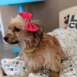 Adopt a dog:Charly/Chinese Crested Dog/Female/Young,Hi! I'm Charly, a 1 yr old, really cute Asian Crested Mix, I have big brown eyes, light brown golden fur, petite.  I'm active and healthy I work-out twice a day and spend a lot of time on grooming. If you are looking for someone who will love to look at me, please don't hesitate to put in an application.