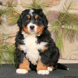 Cayson/Bernese Mountain Dog									Puppy/Male	/7 Weeks,Cayson is a beautiful Bernese Mountain Dog puppy who is vet checked and up to date on shots and wormer. He can be registered with the AKC, plus comes with a health guarantee provided by the breeder! Cayson is a stunning pup who can’t wait to find his new furever home! If you would like more information on how you can welcome Cayson into your home, please contact Steven & Marilyn Esh today!