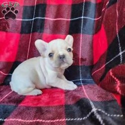 Jackie/French Bulldog									Puppy/Female	/6 Weeks,Our loving little girl Jackie will be ready to go home in just 4 weeks on March 14th!!!  She is a beautiful kind and loving little girl who loves to run around and have a great time with her siblings and also the family!  All puppys will be vet checked and given their shots before they leave to their new home!  We own both the mommy and daddy (Cinderella and Jojo) and they are awesome fantastic parents!!  If you have any questions at all or would like more photos of the puppys, please by all means, feel free to call , text or email!   Thank you !!