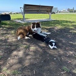 Adopt a dog:Border Collie Puppies Pure bred/Border Collie//Younger Than Six Months,Border collie male puppy purebred.I have one 8 week old male puppy available.Big man is absolutely awesome, he loves the beach, the boat, my cats and kittens.He is vaccinated, microchipped, wormed , vet checked and cleared, READY TO GO NOW