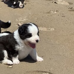 Adopt a dog:Border Collie Puppies Pure bred/Border Collie//Younger Than Six Months,Border collie male puppy purebred.I have one 8 week old male puppy available.Big man is absolutely awesome, he loves the beach, the boat, my cats and kittens.He is vaccinated, microchipped, wormed , vet checked and cleared, READY TO GO NOW