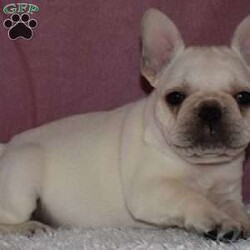 Sassy/French Bulldog									Puppy/Female	/6 Weeks,To contact the breeder about this puppy, click on the “View Breeder Info” tab above.