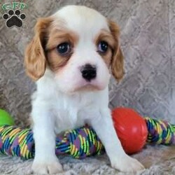 Nash/Cavalier King Charles Spaniel									Puppy/Male	/6 Weeks,This is Nash…This adorable little guy is so loveable and enjoys attention. He likes toys and balls and don’t forget to take him outside for walks he likes to go wherever you go…Nash is family raised on our mini farm with his parents and our family…