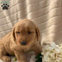 Lucas/Golden Retriever									Puppy/Male	/8 Weeks,These Cuddly retriever puppies Are farm and family raised with mom and dad being fathfull family pets. and ready for their forever home on march 6