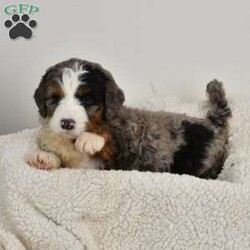 Tanner/Bernedoodle									Puppy/Male	/6 Weeks,Hi my name is Tucker an I am a standard Bernedoodle puppy, who loves attention an to be played with. I was born January 24th, I will be up to date on shots an deworming an also checked by a veterinarian. For more information or to schedule a visit please call or text us, Monday through Saturday, all Sunday calls will be answered Monday..