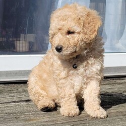 Alfe – F1bb/Mini Goldendoodle									Puppy/Male	/6 Weeks,Hi I’m Alfe.  I’m the leader of the crew. Exploring is my thing. Where I go they follow. I love to eat and taking naps. Alfe has had his first visit with the vet.  He is up to date on shots and dewormer.  All our pups come with a health guarantee. Are family raised with thier parents, children and well socialized with other dogs. To find out more don’t hesitate to contact us today!   