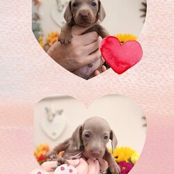 Just 3 Boys remaining ready 27/3/23 miniature Dachshund pups/Miniature dachshund/Male/6 weeks,Just 3 gorgeous boys remaining out of a litter of 7 Miniature Dachshund puppies

DOB 30/01/23 ready for their forever homes at 8 weeks of age 27/3/23

Mommy is our very loving and very pretty chocolate dapple girl Poppy, a chocolate and silver dapple miniature Dachshund, PRA clear, and regularly health checked. (not KC registered as her mother was not registered and KC rules stipulate that both parents need to be registered and for his reason she is NOT KC registered and neither are her puppies)

The Puppies Father is the amazing Lex Luther, he is KC registered, he is an Isabella & Tan Male carrying piebald, carrying cream, aslo PRA clear and regularly health checked

Be prepared for lots of snuggles, cuddles and mischief!!! It's imperative to us that puppies go to 10 Star homes only!!!!

We adore miniature Dachshunds as a breed and love their little characters. We put our heart and soul in to producing top quality puppies and pride ourselves that they and born and raised in the heart of our home and showered with love from the moment they are born, that's how we can guarantee that we raise and produce top quality happy, healthy puppies

We enjoy keeping in touch the families that provide our pups with their loving forever homes and we are always on hand to for advice and support if required, including a private Facebook group.

We currently have the following Pups available

Boy 1 Silver and Tan (with white chest)
Boy 2 Chocolate Dapple
Boy 3 Silver and Tan

Cost £1500 each

All puppies will come

Microchipped,
Vaccinated,
Flea treated,
Wormed,
Puppy Pad Trained.
And with their own Puppy Pack.
Puppy pack includes
*Mother's Scented snuggle blanket
*1Kg bag of Food for their first week at home
*Toy
*4 weeks FREE Petplan Insurance


A Deposit of £300 will secure your puppy and puppies can be seen at 6 weeks of age by appointment/prior arrangement.