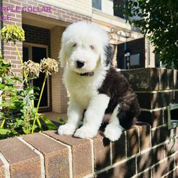 Old English Sheepdog/Old English Sheepdog//Younger Than Six Months,Ourstunning Old English Sheepdog Puppies are looking for new loving homesFather was imported from United Kingdom.Mother was imported from Taiwan.Mother has a fantastic nature, she loves cuddles and play around with kids.Orivet DNA Test clearBAER Canine Hearing Test Normal2 boys (Purple and Black) and 1 girl (Lime) availableEye colour (Left/Right)Lime: Brown/BrownPurple: Blue/BlueBlack: Blue/BrownThey had 1st vaccination, wormed, microchipped and BAER Canine Hearing TestedMircochip Number934000090352184, 934000090352164, 934000090352163They are ready for pick up.BIN: B001085083