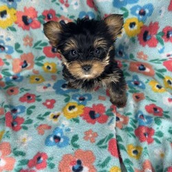 Pluto/Yorkie									Puppy/Male	/15 Weeks,Pluto is a teacup yorkie he’s super tiny , he has a lot of personality & Is very outgoing 