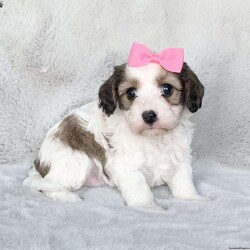 Ivy/Cavachon									Puppy/Female	/6 Weeks,Meet Ivy!! She is a sweet little girl with a calm and loving personality! She loves everyone she meets and is always wagging her little tail. She does outstanding with kids and loves them.  She is up to date on age appropriate vaccinations and will be ready to leave for her new home at 8 weeks old!!  She will also come with a 1 year health guarantee. For more info please call or text me anytime!! My name is Leanna.