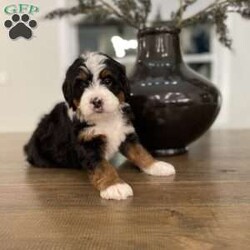 Sammy/Mini Bernedoodle									Puppy/Male	/7 Weeks,This is our Sammy!  He’s such a sweet little guy with a gentle personality.  Sammy’s parents are genetically clear and would be a great addition for anyone!   Message today to set up a FaceTime with this little fellow. 