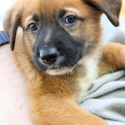 Adopt a dog:Martie/Shepherd/Male/Baby,Please contact Melissa A Aten (melissaa@luckydoganimalrescue.org) for more information about this pet.fluffy puppy alert! fluffy puppy alert! MARTIE NEEDS A FOREVER HOME!!!!

Name: Martie Best Guess for Breed: Shepherd Mix

Best Guess for Age: 6 weeks as of 3/14 SEX: Male

Estimated Weight (puppies' weights change quickly!): 5.5 lbs as of 3/14

Gets Along With: Most puppies are in the prime of their socialization window and will do well with other dogs, cats and kids so long as they receive patience and proper training.

Currently Living at: Foster home

Special Adoption Considerations: Puppies under 6 months of age need to have multiple potty breaks/exercise throughout the day. Potential adopters with a standard 8-hour workday must be willing to make arrangements to meet the needs of their puppy.
Martie is Looking For: Hiya! I'm Martie! Me and my siblings (Maisie, Mochi, Moser, Mica, Marni, Mickey, Marlow, and Marbles) are 100 percent puppy perfection! I'm just a wee baby right now, so I'd like to request a warm and comfy home to keep me safe. Once I'm a little older, I would love to explore my new neighborhood on lots of walks and I'd love to make lots of doggie friends along the way! What do you say? Am I the cutie for you?
What My Foster Says About Me: Coming soon!
Puppy Vetting Requirements: Lucky Puppies have had their age appropriate vaccines, but may not yet be 