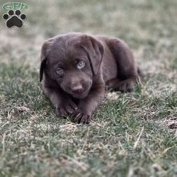 Brooklyn/Chocolate Labrador Retriever									Puppy/Female	/6 Weeks,Meet Brooklyn. This sweet little girl loves to bounce and play, and then curl up and cuddle. She has received early neurological stimulation, which helps promote higher intelligence, better health, and a more sweet temperament. She is currently potty training and being socialized. She is part of our family, lives in the house with us, and gets lots of love. Make her part of your forever family today!