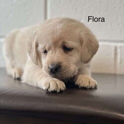 Flora/Yellow Labrador Retriever									Puppy/Female	/6 Weeks,Flora is a champion English Labrador retriever. Her dad is a champion and mom has many champions in pedigree. Both parents are OFA hip/elbow certified and genetic health tested. Flora is family raised and great with kids. 