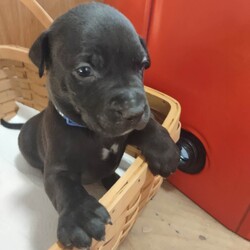 Puppy Saint - M/Australian Cattle Dog / Blue Heeler/Male/Baby