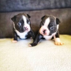 Pedigree Purebred (DogsNSW - ANKC) Boston Terrier Puppies/Boston Terrier//Younger Than Six Months,Boston Terrier Puppies Dogs Australia (DogsNSW) pedigree:Rubystud 2100067282Heath tested parents.2 x Females2 x MaleRubystud, is a breeder with a small in-house environment. Parents are shown in confirmation in NSW and QLD. Brought up with the family. Located Tamworth NSW.Ready to go April 2023Pup comes with:Health guaranteeMicrochip6 weeks free pet insuranceVet checked and approved prior to leavingHealth certificateDeworming x3Age appropriate vaccinationsDogs Australia (DogsNSW) Registration- limited pet homeLarge puppy pack (free bag of dog food and bowls and toys, worming tablets, treats etc) and information folderCrate/Pen trainedSocialized with kidsSocialized with dogsEarly toilet training with grass patch.Registered member with DogsNSWMember no. 2100067292BIN: B000614314Website: https://rubystud.com.au/Prefix : RubystudAmy Sheridan******0124 REVEAL_DETAILS 