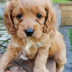 F1 Toy Ruby Cavoodle puppies （DNA Clear)/Cavalier King Charles Spaniel//Younger Than Six Months,We have 3*male and 5*femal cavoodle puppies in ruby colour.DOB: 31/01/2023 （2*male and 1*femal）DOB: 04/02/2023 （2*male and 3*femal）This is a first generation litter of beautiful and healthy cavoodles, The mother is a Cavalier King Charles and the father is a Toy poodle. Mum and Dad have been full DNA CLEAR certification ,So that pups cannot be affected by and genetic diseases.They will be ready for their forever homes on the 28/03/2023 and 01/04/2023. All puppies will come vaccinated, microchipped, vet checked and up to date with wormig. A $500 non refundable deposit will be required to secure your puppy until its 8 weeks old when it will be able to leave mum.male $1800 Femal $2000If you are interested in one of our babies,Please email me lil******@******com or call me on ******6899/******9085 for more information. REVEAL_DETAILS 