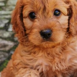 F1 Toy Ruby Cavoodle puppies （DNA Clear)/Cavalier King Charles Spaniel//Younger Than Six Months,We have 3*male and 5*femal cavoodle puppies in ruby colour.DOB: 31/01/2023 （2*male and 1*femal）DOB: 04/02/2023 （2*male and 3*femal）This is a first generation litter of beautiful and healthy cavoodles, The mother is a Cavalier King Charles and the father is a Toy poodle. Mum and Dad have been full DNA CLEAR certification ,So that pups cannot be affected by and genetic diseases.They will be ready for their forever homes on the 28/03/2023 and 01/04/2023. All puppies will come vaccinated, microchipped, vet checked and up to date with wormig. A $500 non refundable deposit will be required to secure your puppy until its 8 weeks old when it will be able to leave mum.male $1800 Femal $2000If you are interested in one of our babies,Please email me lil******@******com or call me on ******6899/******9085 for more information. REVEAL_DETAILS 