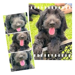 Adopt a dog:Groodles Standard (Golden Retriever X Standard Poodle)///Younger Than Six Months,Only2 x cream girls short haired1 x cream boy long haired1 x black girl long hairedYou will not get them at this price again.Price reduced for quick sale. All offers will be considered.F1 Groodles Ready NowNow ready to go. More photos also available on request.Male and Females available in both cream and black.Get in quick to secure your puppy.All puppies come vaccinated, vet checked, microchipped and wormed.Transport can be arranged at buyers expense.All enquires welcome.