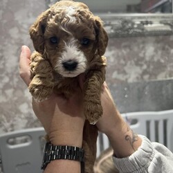 Adopt a dog:8 weeks old f2 cavapoo ready to leave/Cavapoo/Male/9 weeks,Ready to leave 8 weeks old f2 cavapoo 4 have first injection and chipped had full Heath check 2boyd have a blue eye boys £1250  mum  is are own pet poppy she is a f1b cavapoo dad is a f1b cavapoo