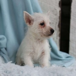 Chase/West Highland Terrier									Puppy/Male	/8 Weeks,To contact the breeder about this puppy, click on the “View Breeder Info” tab above.