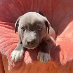 Adopt a dog:Slate/American Staffordshire Terrier/Male/Baby,ADOPTION APPLICATION LINK

https://forms.gle/STV3f5UedyuwLczV9

You will probably have to copy and paste into your browser if it doesn’t go to the form automatically when you click on it. 

Next scheduled transport date,
April 15, 2023
to Springfield, Illinois
Bourbonnais, Illinois
Kalamazoo, Michigan 

You will choose your pick up location on the 