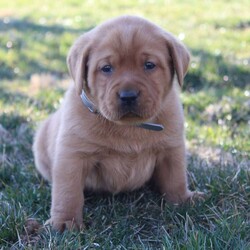 Champ/Fox Red Labrador Retriever									Puppy/Male	/6 Weeks,To contact the breeder about this puppy, click on the “View Breeder Info” tab above.