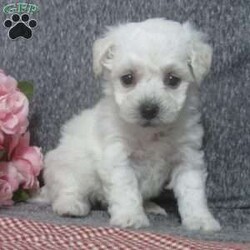 Flora/Bichon Frise									Puppy/Female	/8 Weeks,Hi, im a Bishon puppy. I am looking forward to meeting you! I am up to date with my immunizations, my wormer medications, and I have a Micro-chip so that I can be easily identified if I ever become lost! 
