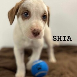 Adopt a dog:Shia/Mixed Breed/Male/Young,We expect he will be in the medium to large size range as adults..
.
.
IMPORTANT: For the most up to date information, as well as adoption policies and procedures, visiting hours, etc., please visit our website.

Cats - https://kittendivision.com/cats-adoptions
Dogs - https://kittendivision.com/dogs-adoptions

https://www.facebook.com/KittenDivisio