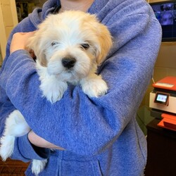 Adopt a dog:Zion /Havanese/Male/Baby,Hi, my name is ZION, and I am the most adorable pure HAVANESE male, TWO MONTHS old at only a tiny 3. 1/2 pounds now. 

My rescue got me as the breeder said I couldn't see from one of my eyes. My foster mom said who cares. I am full of life, running around with the other dogs and learning to play with toys. 

I love everyone and am so well-behaved that I use wee pads and learn to go outside. I also sleep in my foster mom's bed and tell her if I have to get up at night so there are no accidents. 

Neutered wiht all my updated shots and microchip 

Please fill out the application on this link 

https://www.shelterluv.com/matchme/adopt/POSH/Dog