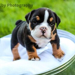 Royal/English Bulldog									Puppy/Male	/6 Weeks,Royal is a male black tricolor English bulldog. He is a sweet and loveable boy. He will come UTD on shots and vet checked. He has been loved and raised in our home, and he will be available for his new home on May 17, 2023. A nonrefundable deposit of $450 will hold him until he is 8 wks old. 