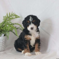 Edwin F1B/Mini Bernedoodle									Puppy/Male	/6 Weeks,To contact the breeder about this puppy, click on the “View Breeder Info” tab above.