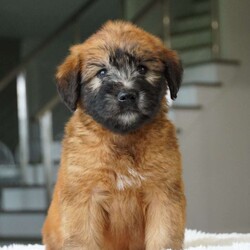 Kiko/Soft Coated Wheaten Terrier									Puppy/Male	/8 Weeks,Meet Kiko! A sweet little boy looking for his forever home! Kiko can be registered with AKC and is microchipped. He is uptodate on his vaccinations and dewormer and will have a physical check done before going home. We provide a 1 year genetic health guarantee! Contact Debra today with any questions or for more info! Shipping/delivery is available!