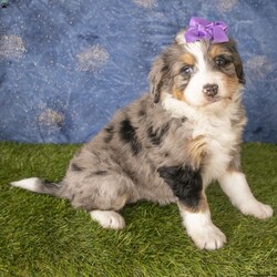 Callie/Mini Bernedoodle									Puppy/Female	/7 Weeks,Hi there! Meet Callie, She is a beautiful Blue Merle Mini Bernedoodle puppy! Callie is very sweet and well socialized! We guarantee you a healthy and happy puppy! She will come vet-checked and up to date on all her shots and wormer.  If you are interested in Callie don’t hesitate to call or text me anytime! I look forward to hearing from you! I have transportation available at an additional fee.