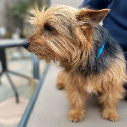 Adopt a dog:Bear/Norfolk Terrier/Male/Adult,Hi, my name is Bear.  I am about 2 years old.  My family could no longer care for me so I was taken in by a foster mom to be safe and loved until I found my forever home.  I am just so sweet and calm.  I love everyone I meet and don't bark unless I absolutely need to.  I would love to be your companion and sidekick on all your adventures.