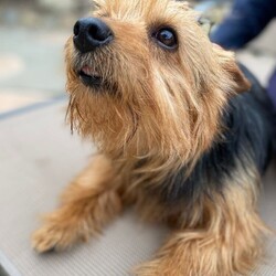 Adopt a dog:Bear/Norfolk Terrier/Male/Adult,Hi, my name is Bear.  I am about 2 years old.  My family could no longer care for me so I was taken in by a foster mom to be safe and loved until I found my forever home.  I am just so sweet and calm.  I love everyone I meet and don't bark unless I absolutely need to.  I would love to be your companion and sidekick on all your adventures.