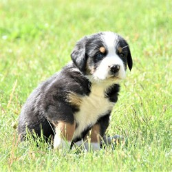 Carl/Greater Swiss Mountain Dog									Puppy/Male	/5 Weeks,Beautiful GSMD boy! Will be vet checked, up to date on shots & wormer. Mom is a family dog with a great personality. Ready to find his place in your family!