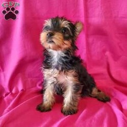 Tara (toy)/Yorkie									Puppy/Female	/8 Weeks,Tara is a very energetic  puppy, but small. Her tail is not docked.  She will be approx. 4-5#, full grown,  the perfect “pocket size ” pup! She is available  on May 16th. Please watch my video below!