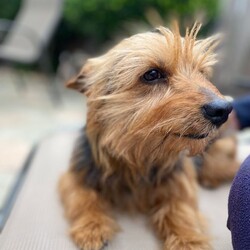 Adopt a dog:Bear/Norfolk Terrier/Male/Adult,Hi, my name is Bear.  I am about 2 years old.  My family could no longer care for me so I was taken in by a foster mom to be safe and loved until I found my forever home.  I am just so sweet and calm.  I love everyone I meet and don't bark unless I absolutely need to.  I would love to be your companion and sidekick on all your adventures.