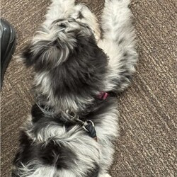 5 month Aussie Doddle fully vaccinated. /Australian Shepherd Dog//Younger Than Six Months,(Australian shepherd * poodle)Good personality, well trained.Female.